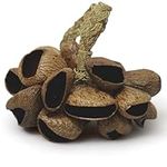 GMP Pangi Seed Shell Shaker/Nutshell Percussion Sound Effect, Comes with Rope Handle/Strap, Authentic Traditional Rattle