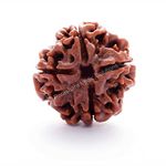 ARKAM Four Mukhi Rudraksha Certified/Original Nepali 4 Mukhi Rudraksh/Natural 4 faced Rudraksha (Brown) with Certificate and Puja Instructions