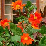 The Mexican Sunflower Mix 120 Seeds + Freebie + Plant tag Tithonia speciosa Flower