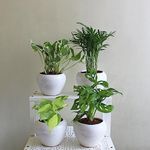 Rolling Nature Combo of 4 Indoor Plants in White Apple Glacier Ceramic Pot Heart Leaf Philodendron Oxycardium Variegated, Parlour Palm Chamaedorea Elegans, Broken Heart Monstera and N'Joy Money Plant
