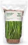 Organic Wheat Grass Seeds, Cat Gras