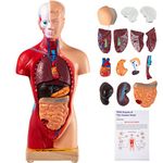 VEVOR Human Body Model 15 Parts 11 Inch Human Anatomy Model Medical Teaching Anatomical Skeleton Model with Removable Organs for Student Kids Adults, Display Base & Product Manual Included