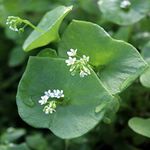 Outsidepride 10000 Seeds Annual Claytonia Perfoliata Winter Purslane Herb Garden Seeds for Planting