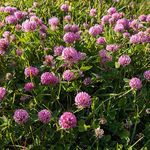 Outsidepride Perennial Red Clover Seeds - 10 lbs. Self-Seeding, Nitrocoated, Inoculated Clover Seeds for Lawn, Yard, Forage, Pasture, Hay, Nitrogen Fixation, Soil Improvement & Crop Rotation Programs