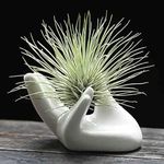 Dahey Air Plant Holder Cute Ceramic Mini Hand Shape Stand Airplants Tillandsia Small Container Pot Plant Decorative Home Decor for Desk Table Shelf,White,1 Pack