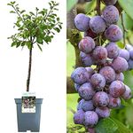 Patio Fruit Tree Collection | Various Premium Grade Fruits | Ideal for Small Gardens & Borders | Apple, Cherry, Plum, Nectarine, Peach & Pear Trees | 2-3ft ('Opal' Plum Tree)