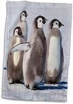 3dRose Cape Washington, Antarctica Emperor Penguin Chicks Towel, White, 15 x 22-Inch
