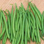 Bean Seeds, Dwarf French Beans, Easy to Grow Vegetables, Heavy Cropping in Summer, Kitchen Gardens, Allotments & Patios, 1 x Packet Bean Dwarf Caledonia Seeds (100 Seeds) by Thompson & Morgan