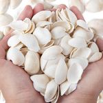 QEQEKAKA White Sea Shells for Decorating About 140~160pcs Natural Tiny Seashells for Crafting, Home Decor, Vase Filler, Wedding Centerpiece, Christmas, Craft, Candle Making Seashell Bulk