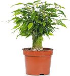 Ficus benjamina Green Kinky Weeping