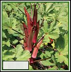 Vibex-® VXI-502-Ladyfinger Okra (Bhindi/Bhendi) Seeds No.10 Variety