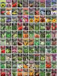 Survival Garden Seeds Farmer Seed Vault - 100 Packets Non-GMO Heirloom Vegetable, Fruits, Herb Seed Varieties for Planting a Victory Garden - Plant & Grow Survival Food - Emergency Preparedness Gear