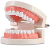 Standard Dental Teeth Model, Child Teeth Teaching, Adult Typodont Demonstration Denture Model for Teaching, Studying, Displaying, Patient Communication