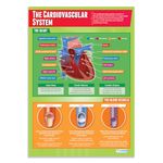 Daydream Education The Cardiovascular System PE Poster - EXTRA LARGE - A1 (850mm x 594mm) - Gloss Paper - Physical Education Wall Charts