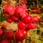 YouGarden Crab Apple 'Red Sentinel' Standard Patio Fruit Tree in a 3L Pot 90cm Tall, Potted Ready to Plant Out Apples Fruit Trees for Gardens and Orchard, Grow Your Own Fruit Trees