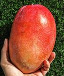 Native Earth Nursery '' Irwin Mango Grafted Plant '' Hybrid Live Plant Height- 3feet, Pack Of 1 Health Plant on Grow Bag For Home Garden