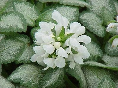 Lamium mac