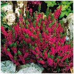 [x3] Scottish Heather Calluna Vulgaris 'Dark Beauty' | Multi-Pack | Evergreen Shrubs | Pot Plants