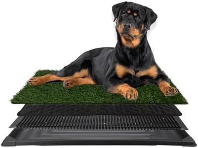 Dog Grass 