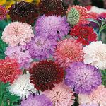 Outsidepride 200 Seeds Perennial Dwarf Double Scabiosa Pincushion Flower Seed Mix for Planting