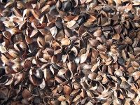 NEED BLISS-TRY THIS ORGANIC BUCKWHEAT HUSK (HULLS) - SAFE TO FILL CHILDRENS TOYS , MATTRESSES , MEDITATION CUSHIONS , PILLOWS etc - CHECK OUT the WONDERFUL SHAPES of MOTHER NATURES MIRACLES, THE HOLY GRAIL of FILLINGS. OUR FARMERS , ETHICALLY & ORGANICALLY GROW WITH LOVE for our PRECIOUS PLANET (2 KILO)