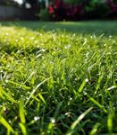 Gebdinsh Garden® Imported Zoysia Lawn Grass Seeds For Garden, Lawn & Sports Grounds | Fast Growing and Durable Zoysia Lawn Grass Seeds | Pack of 200 Gram Seeds