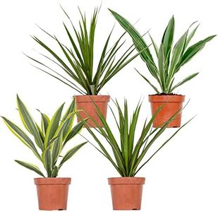 4 x Dracaena plantas de interior mixtas, Wahnecki, marginata, limón, bicolor, purificadora de aire, 12 cm – 25-35
