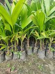 Hybrid Betel Nut Areca Nut Palm Supari Tree Live Plant Original Variety (Pack Of 2)