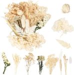 LAUMOE Dried Flowers, Dried Flower, White Dried Flowers Small Dried Flowers Dried Flowers for Crafts Dried Flowers for Resin Dried Flowers for Cakes (S5)