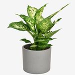 Diefenbachia Houseplant Real Indoor Plant for Office, Home, Bedroom, Kitchen and Living Room, Perfect for Clean Air, Delivered Next Day