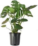 Healthy Vibe Monstera Deliciosa | Split-Leaf Philodendron Green/Swiss cheese | With 5 Inch Pot Matured Indoor Plant