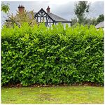 10 Cherry Laurel Fast Growing Evergreen Hedging Plants 40-50cm Tall Potted 3fatpigs®