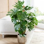 1 x Monstera Swiss Cheese Plant - Air-Purifying Houseplant (40-50cm Incl. Pot)