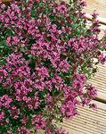 Thyme Creeping Red herb aromatic leaves crimson red flowers summer loved by bees ground cover 9cm pot