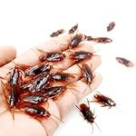 BEINME Prank Fake Roaches, Small Pr