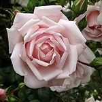 Heirloom Roses Climber Rose Plant -