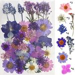 YellowCult Natural Real Dried & Pressed Flowers for Art Craft - Mixed, Multicolor for Soap, Candle, Scrapbooking, DIY, Resin Jewelry, Pendant - [Luxury Blue & Purple 40-45 pcs]