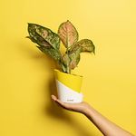 KYARI Aglaonema Pink Valentine Indoor Plants for Living Room | Live Plants | Plants with Lemon Yellow Self Watering Pot for Home | Air purifier plants | Plants for Home Decor | Plants for Garden