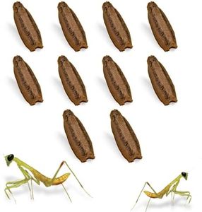 USMANTIS Carolina Praying Mantis Egg Cases (Ten Egg Cases) - Beneficial for Stem Education and Gardening, Each Egg Case Produces Approximately 50 to 200 Baby Nymphs Praying mantises