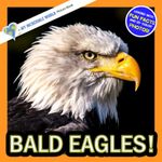 Picture Of A Bald Eagle