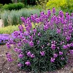 Plant Theory Bowles'S Mauve Perennial WallFlower Perennials Flowering Plants Erysimum 2L Pot