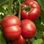 Tomato 'Crimson Blush' F1 (Rose Crush) Seeds - Blight Resistant, Large Beefsteak Fruits - Grafted Cordon Variety for Outdoor and Greenhouse Growing - 1x Seed Packet by Thompson & Morgan