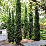 You Garden - 2 x Italian Cypress Trees Pair (Set of 2), 1.2m - 1.4m Tall in 20cm Pots, Ornamental Evergreen Shrubs - Supplied as a Pair of Cypress Trees for Gardens