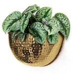 Allegorie Metal Wall Planter | Indoor or Outdoor Hanging Plant Pot | Farmhouse Decor & Boho Kitchen Decoration for Herbs & Succulents and Living Wall 12x7 (Gold)