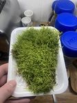 Java Moss Carpet Aquarium Plant Organic Sustainably Sourced Fry Shrimp Hide (200 Grams)