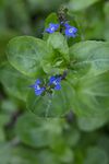 2 x Native Plants for Ponds - Including a pot and compost - Live Water Plant Aquatic Pond Lake Marginal (Veronica Beccabunga)