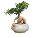 Abana Homes Ginseng Grafted Ficus Indoor Real Bonsai Live Plants for Home with Pot - 6 Year Old