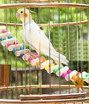 Sage Square Bird Cage Hanging Ladder 48cm - Step Up Your Bird's Fun & Training with This Natural Wooden Rainbow Ladder & Decorative Accessory, Vibrant Wooden Rainbow Ladder and Training Aid