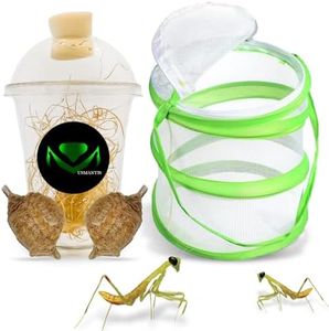 USMANTIS Praying Mantis Egg Cases–T Sinensis (Two Egg Case) Comes with Habitat Cup & Mesh Habitat Cage for Indoor & Outdoor Hatching & STEM Projects, Live Mantis Eggs Ootheca Producing 50–200 Nymphs