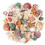 Jangostor Sea Shells Mixed Ocean Seashells, 3-9CM Various Sizes Beach Seashells and Natural Starfish for Vase Fillers Fish Tank Beach Themed Party Home Wedding Decorations DIY Crafts